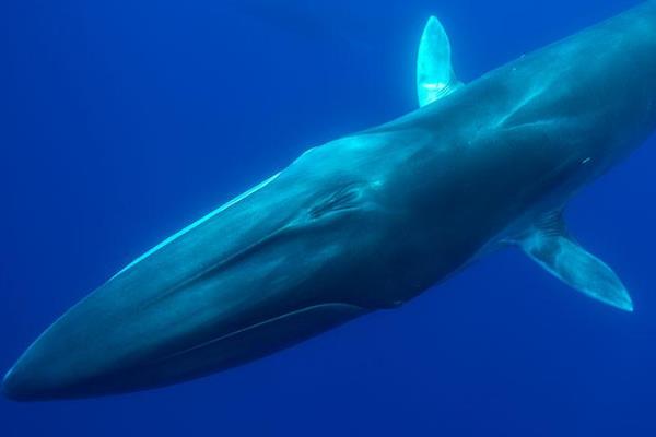 世界上体型第二大鲸类：长须鲸最长达25米