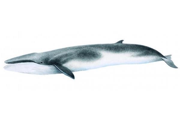 世界上体型第二大鲸类：长须鲸最长达25米