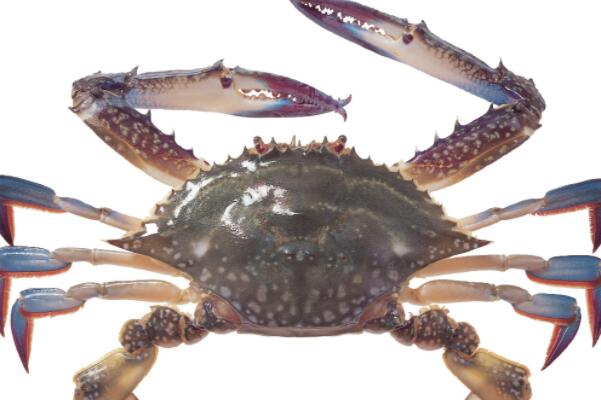 世界体型最大的十大螃蟹：第一名是巨鳌蟹