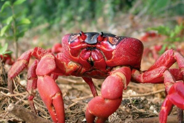 世界体型最大的十大螃蟹：第一名是巨鳌蟹