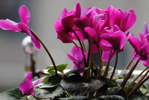 最耐寒的十大漂亮植物，三色堇榜上有名