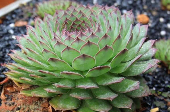 最耐寒的十大漂亮植物，三色堇榜上有名