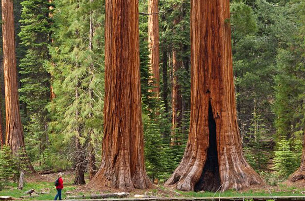 世界上体积最大的树，巨杉高100米左右