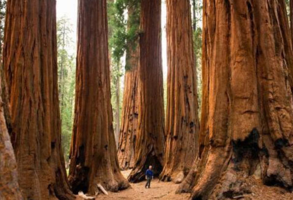 世界上体积最大的树，巨杉高100米左右