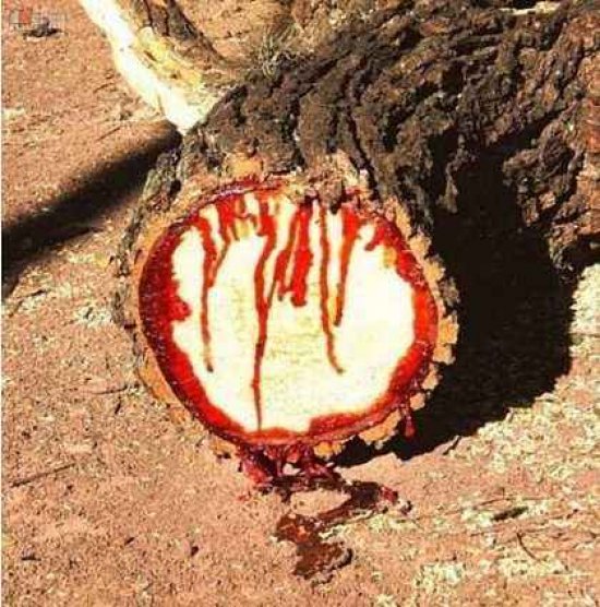 世界上最诡异的树，龙血树汁液酷似人血