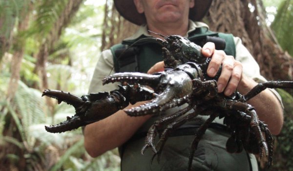 世界最大的淡水龙虾：体长达到80厘米，体重6公斤