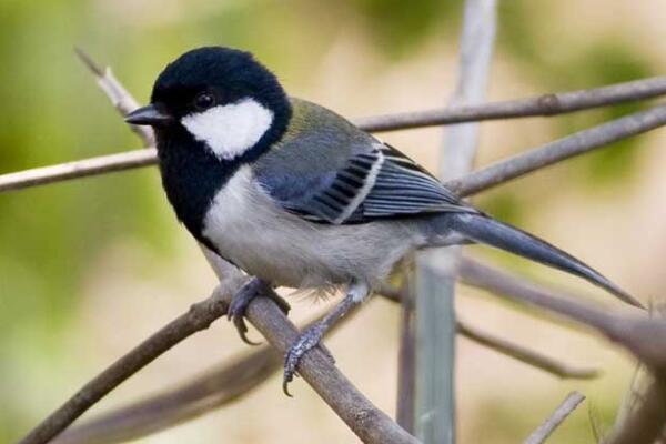 什么鸟繁殖能力强？繁殖能力最强的十种鸟