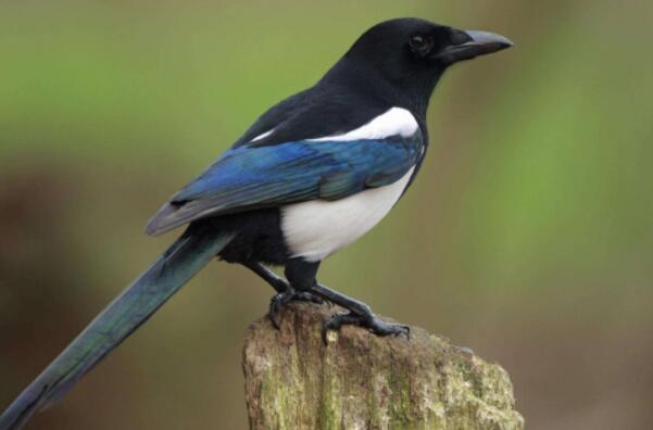什么鸟繁殖能力强？繁殖能力最强的十种鸟