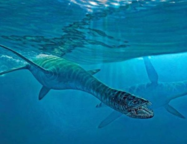 世界上最大海洋巨兽史前：薄片龙身长可达15米