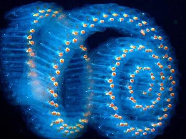 世界上“最干净”的鱼，樽海鞘的身体呈透明状