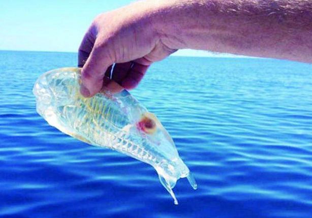 世界上“最干净”的鱼，樽海鞘的身体呈透明状