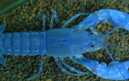 世界最大的蓝魔虾：体长30厘米重达500克