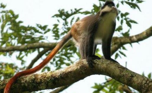 世界上尾巴最长的猴子：尾巴可长达75厘米