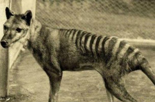 世界上最特别的食肉有袋动物：袋狼已灭绝