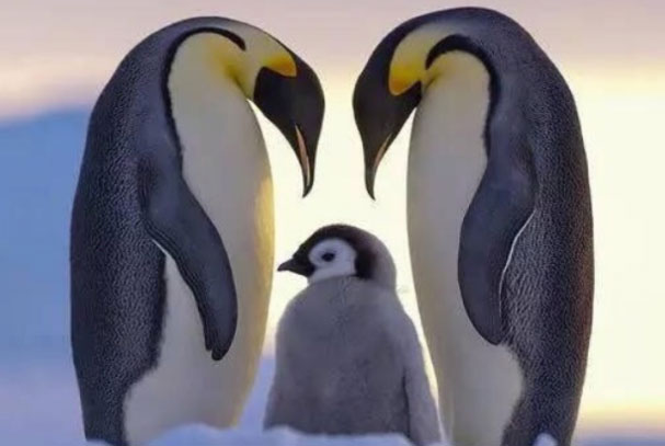 世界上最耐寒的鸟类：企鹅当仁不让