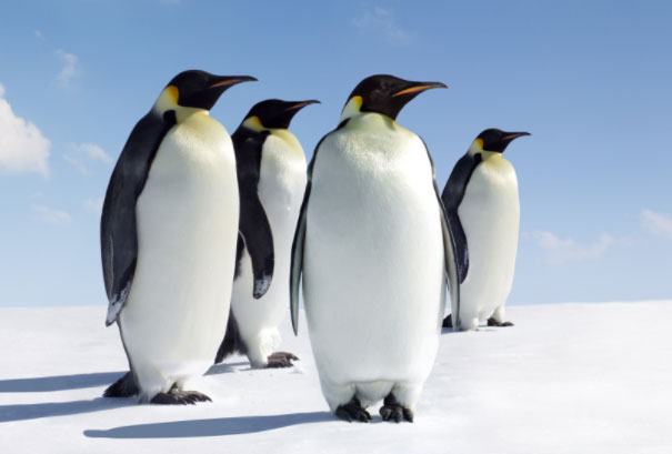 世界上最耐寒的鸟类：企鹅当仁不让