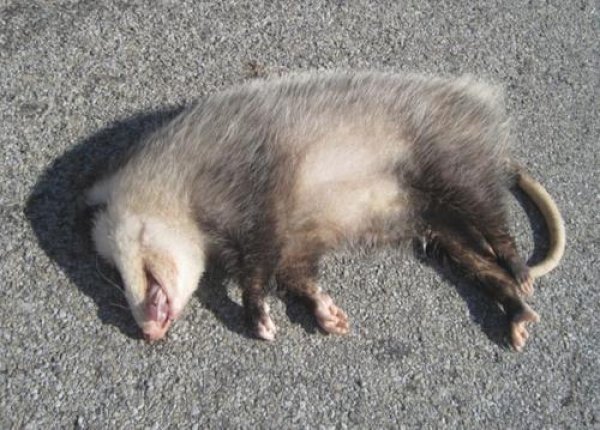 世界上最会装死的动物：负鼠遇到危险就装死