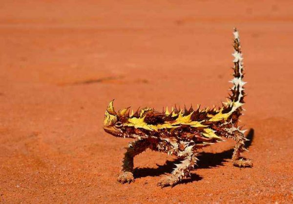 世界上最怪异的蜥蜴，澳洲魔蜥用皮肤喝水