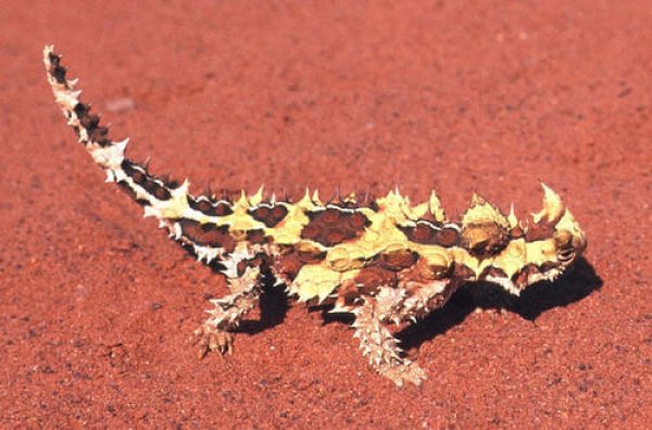 世界上最怪异的蜥蜴，澳洲魔蜥用皮肤喝水