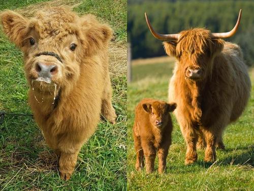 世界上最非主流的牛：苏格兰高地牛长有刘海