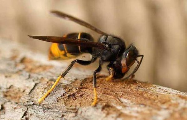 世界上最大的胡蜂，叮人痛苦指数仅次于子弹蚁