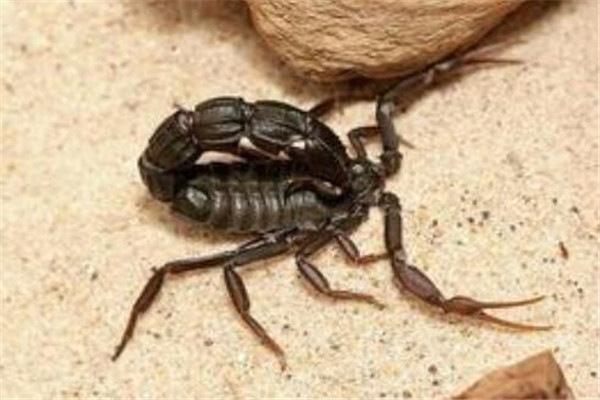世界上10大毒蝎，以色列金蝎排第二位
