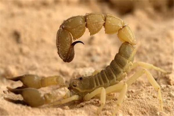 世界上10大毒蝎，以色列金蝎排第二位