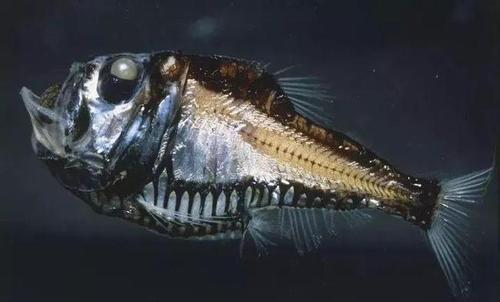 海洋十大“鬼鱼”：每种鱼长相都奇丑无比