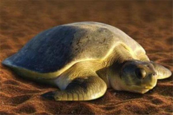 地球上10大体型最大的乌龟，第三种是最长寿的陆龟