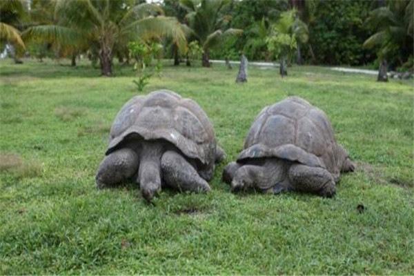 地球上10大体型最大的乌龟，第三种是最长寿的陆龟