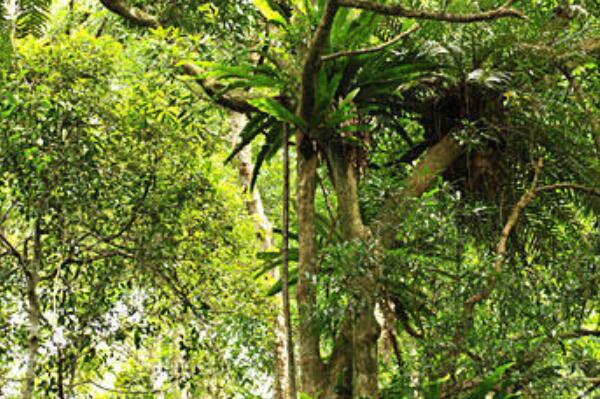 热带雨林中的十大奇观，七彩雨林最好看