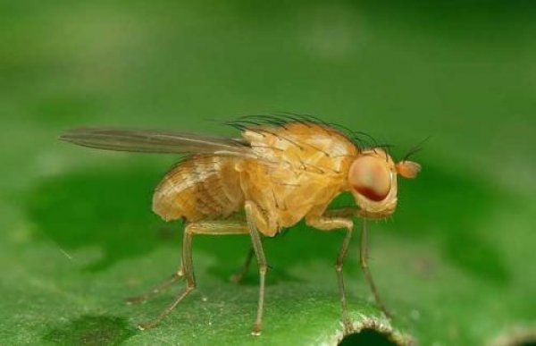 世界上最有用的苍蝇：身长仅4mm，对科学研究有用