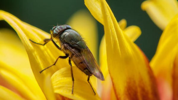 世界上最有用的苍蝇：身长仅4mm，对科学研究有用