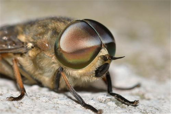 世界上最大的苍蝇叫什么：大虻极具危害，浑身带病毒