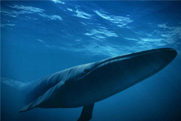 世界上最大吃货是什么：非蓝鲸莫属，一天吃5吨食物