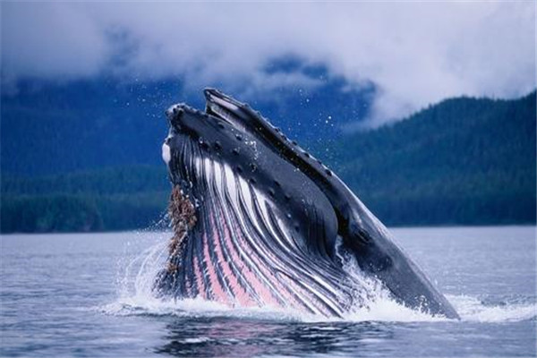 世界上最大吃货是什么：非蓝鲸莫属，一天吃5吨食物