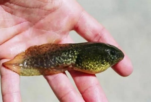世界上最大的蝌蚪是什么：奇异多指节蟾体长25厘米
