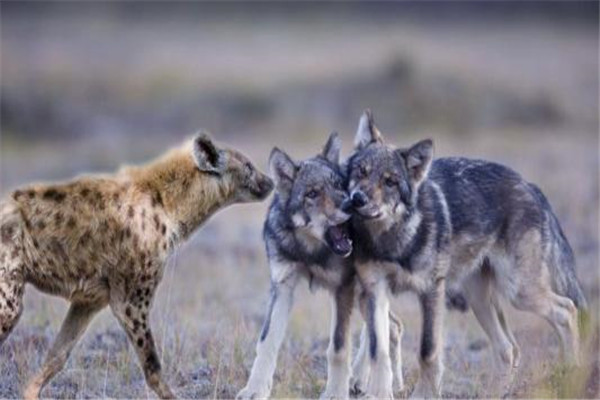 世界上最大的狼是什么：北美灰狼战斗力强，雪原霸主