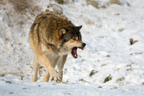 世界上最大的狼是什么：北美灰狼战斗力强，雪原霸主