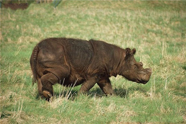 世界上最小的犀牛，苏门犀肩高1.3米左右