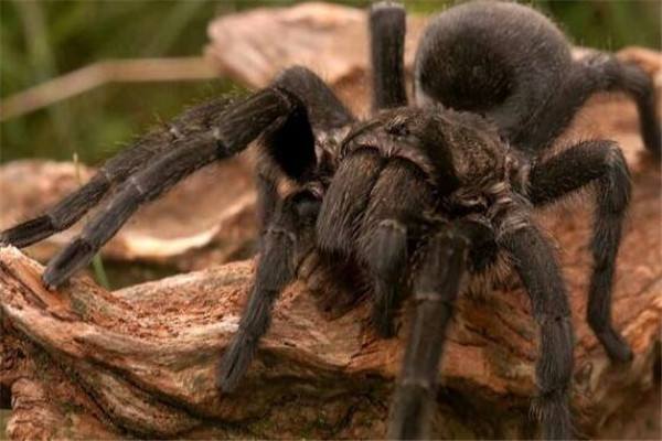 世界上最大的蜘蛛王是什么：巨型狼蛛外形恐怖有剧毒