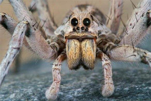 世界上最大的蜘蛛王是什么：巨型狼蛛外形恐怖有剧毒