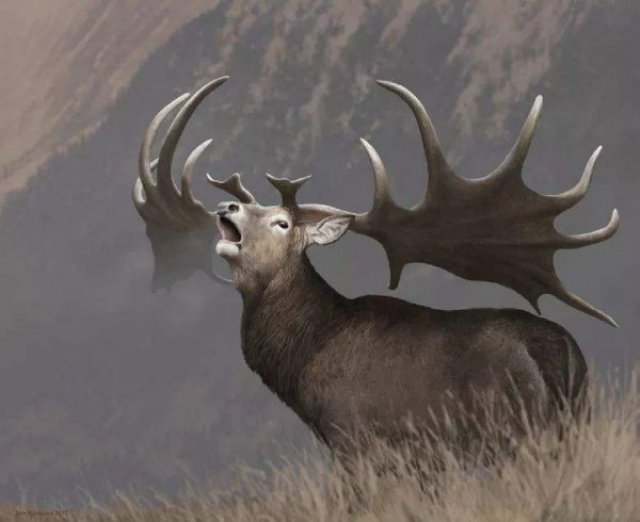世界上最美丽的鹿：爱尔兰麋鹿已经灭绝