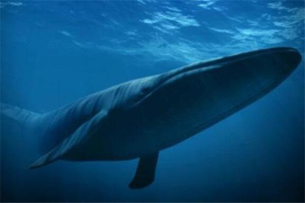 地球上10大大块头的动物：蓝鲸体重可达170吨