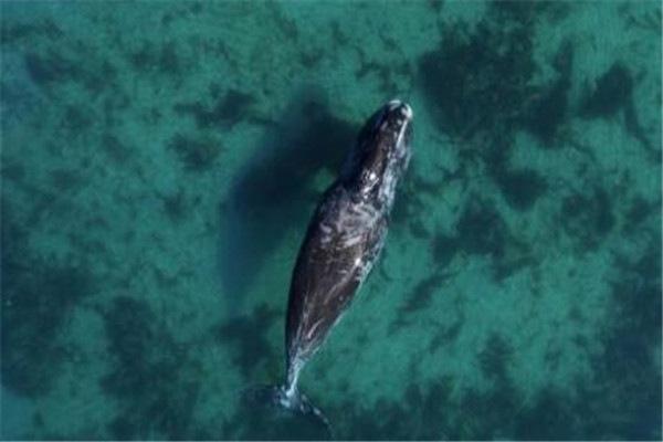 地球上10大大块头的动物：蓝鲸体重可达170吨