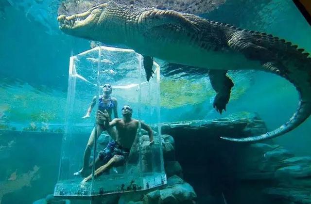 地球上10大巨型鳄鱼，湾鳄列居第一名
