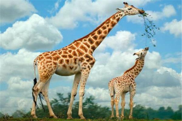 全球10大最萌最可爱的动物，一个个颜值超高！
