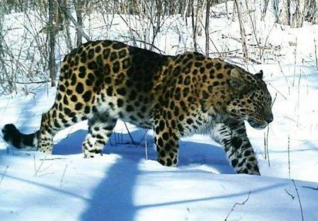 世界上最大的豹子：远东豹体长可达1.4米