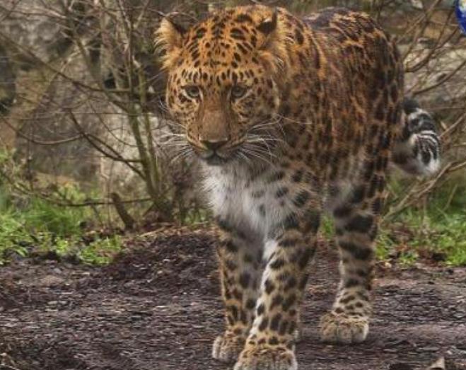 世界上最大的豹子：远东豹体长可达1.4米