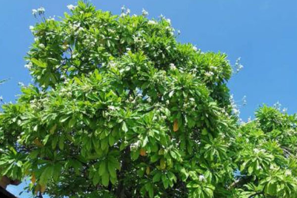 世界上最有脾气的三种树：果实和叶子均有毒
